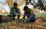 آغاز «بهار زمستانه» در منطقه ۸ با کاشت ۲۰ هزار گل نرگس آغاز «بهار زمستانه» در منطقه ۸ با کاشت ۲۰ هزار گل نرگس